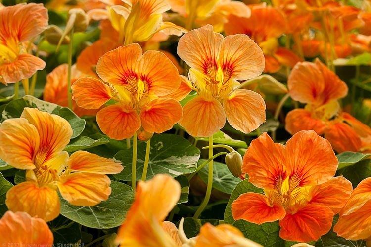 Nasturtium - záhradné kvety, ktoré kvitnú celé leto Nasturtium - záhradné kvety, ktoré kvitnú celé leto
