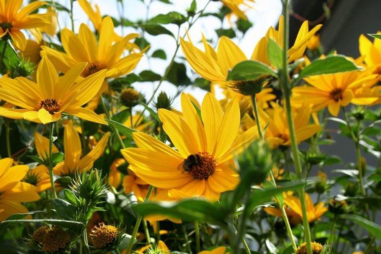 Heliopsis - záhradné kvety, ktoré kvitnú celé leto Heliopsis - záhradné kvety, ktoré kvitnú celé leto