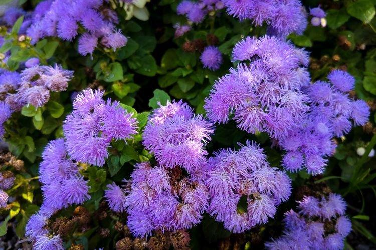 Ageratum - záhradné kvety, ktoré kvitnú celé leto Ageratum - záhradné kvety, ktoré kvitnú celé leto