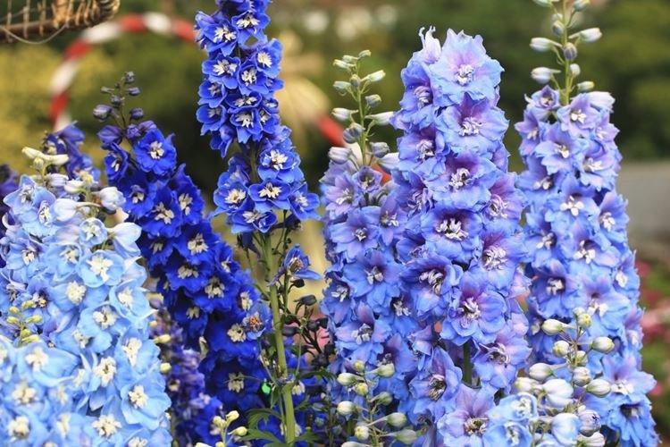 Delphinium - záhradné kvety, ktoré kvitnú celé leto Delphinium - záhradné kvety, ktoré kvitnú celé leto