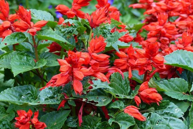 Salvia - záhradné kvety, ktoré kvitnú celé leto Salvia - záhradné kvety, ktoré kvitnú celé leto