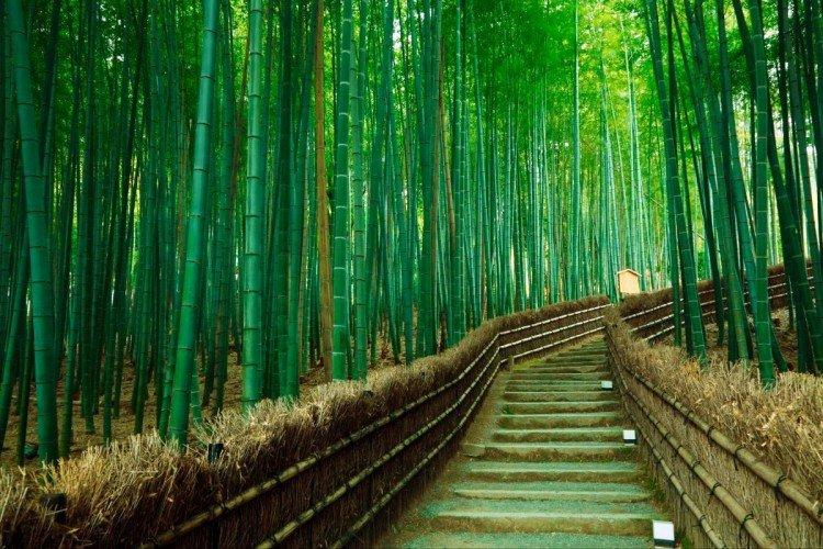 Bambusový les, Japonsko - najkrajšie miesta na svete Bambusový les, Japonsko - najkrajšie miesta na svete