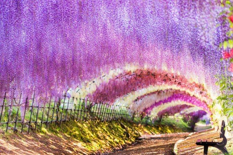 Záhrada Kawachi Fuji, Japonsko - najkrajšie miesta na svete Záhrada Kawachi Fuji, Japonsko - najkrajšie miesta na svete