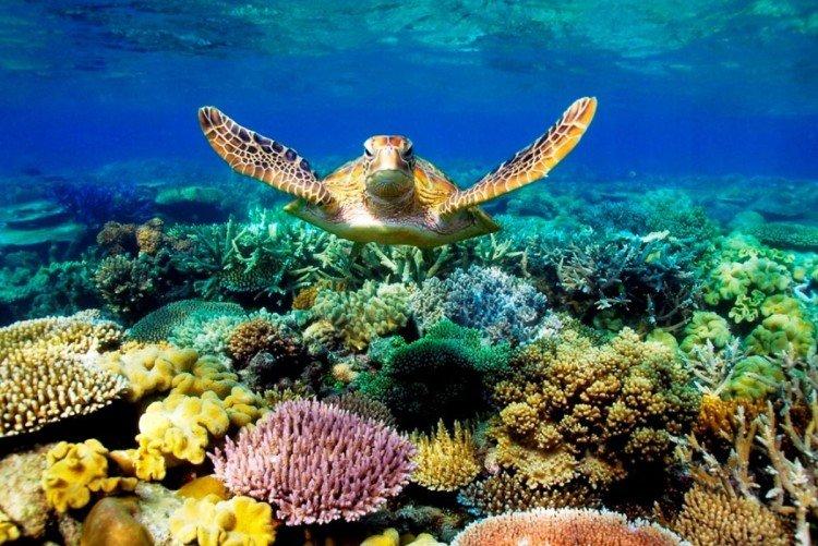 Veľký bariérový útes, Austrália - najkrajšie miesta na svete Veľký bariérový útes, Austrália - najkrajšie miesta na svete