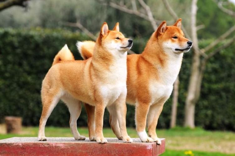 Shiba Inu: popis plemena, charakteru a starostlivosti (60 fotografií) Shiba Inu: popis plemena, charakteru a starostlivosti (60 fotografií)
