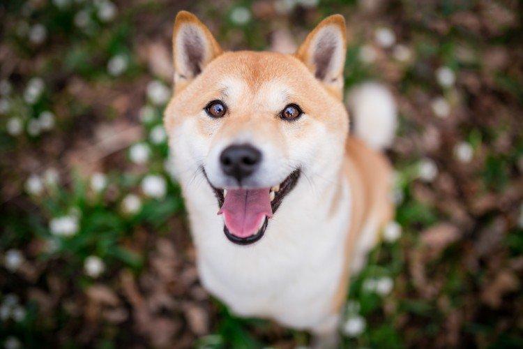 Všeobecný popis plemena - Shiba Inu Všeobecný popis plemena - Shiba Inu