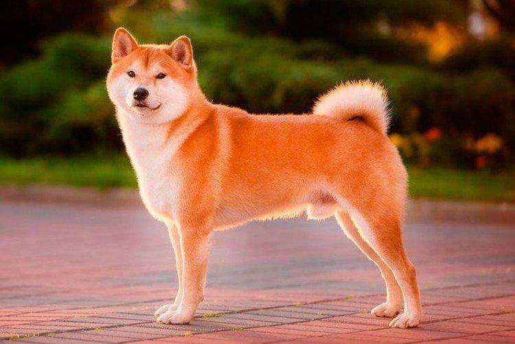 Štandard plemena - Shiba Inu Štandard plemena - Shiba Inu