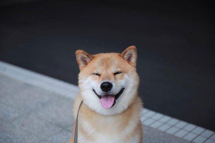 Vlastnosti a temperament - Povaha Shiba Inu Vlastnosti a temperament - Povaha Shiba Inu