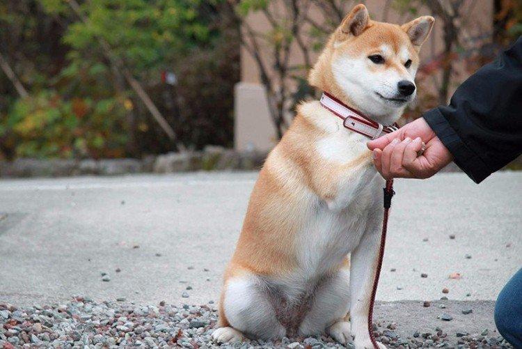 Postoj k majiteľovi - Povaha Shiba Inu Postoj k majiteľovi - Povaha Shiba Inu