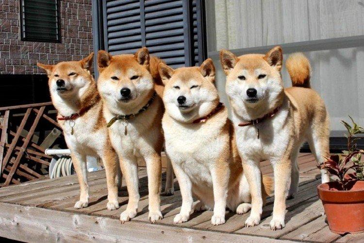 Vzťahy s inými zvieratami - osobnosť Shiba Inu Vzťahy s inými zvieratami - osobnosť Shiba Inu