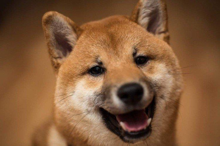 Zadržiavacie postupy - Starostlivosť o Shiba Inu Zadržiavacie postupy - Starostlivosť o Shiba Inu