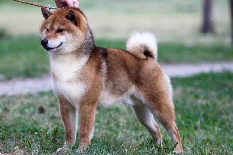 Hygiena - Shiba Inu Care Hygiena - Shiba Inu Care