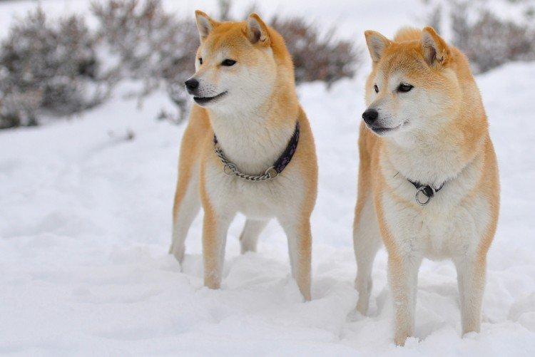 Chôdza - Starostlivosť o Shiba Inu Chôdza - Starostlivosť o Shiba Inu