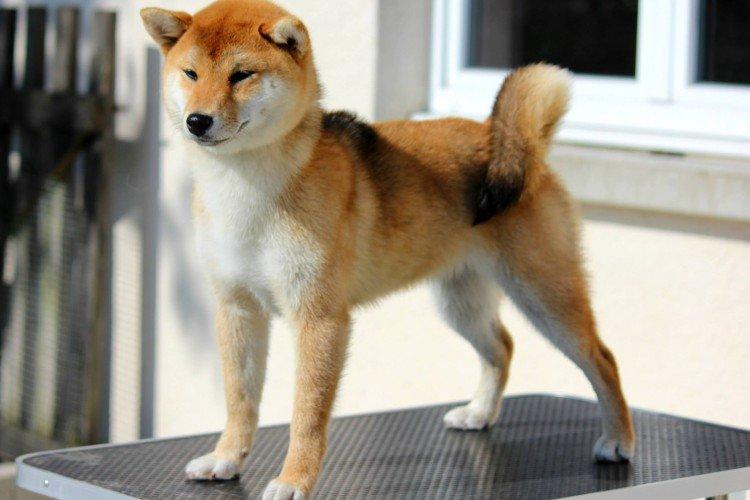 Vzdelávanie a školenie - Shiba Inu Care Vzdelávanie a školenie - Shiba Inu Care