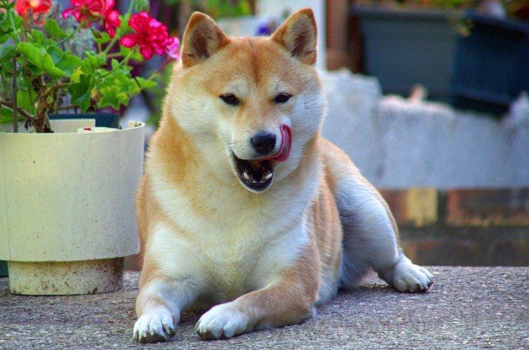 Čím nakŕmiť Shiba Inu Čím nakŕmiť Shiba Inu