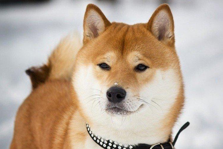 Plemeno Zdravie a choroby - Shiba Inu Care Plemeno Zdravie a choroby - Shiba Inu Care