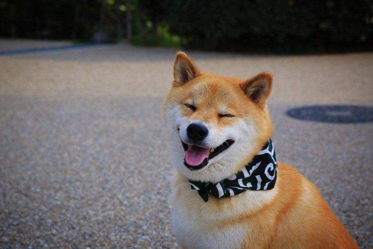 Koľko stojí shiba inu Koľko stojí shiba inu
