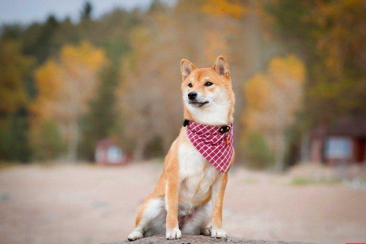 Shiba inu - foto Shiba inu - foto