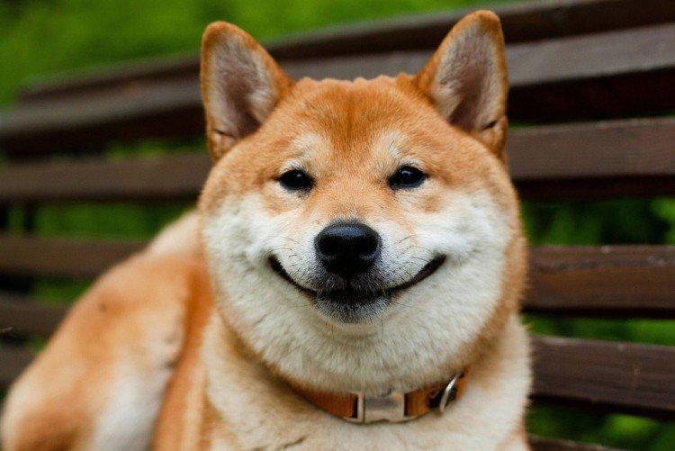 Shiba inu - foto Shiba inu - foto