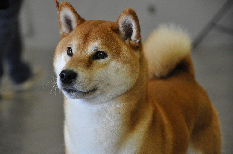 Shiba inu - foto Shiba inu - foto