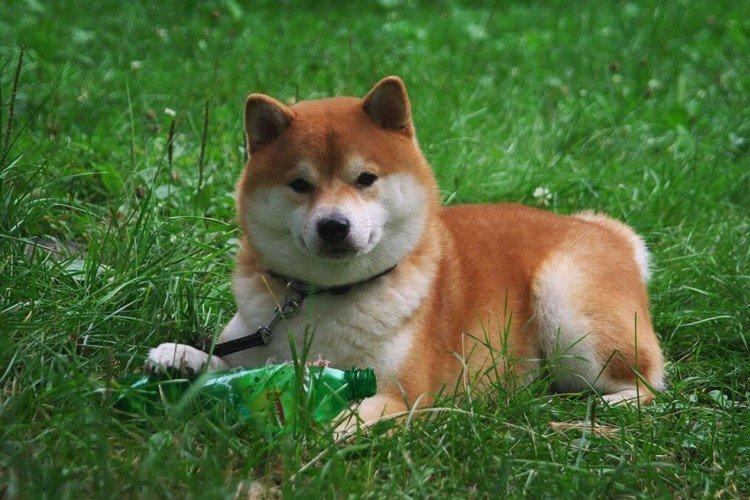 Shiba inu - foto Shiba inu - foto