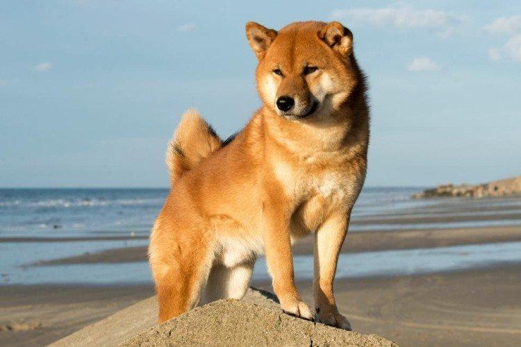 Shiba inu - foto Shiba inu - foto