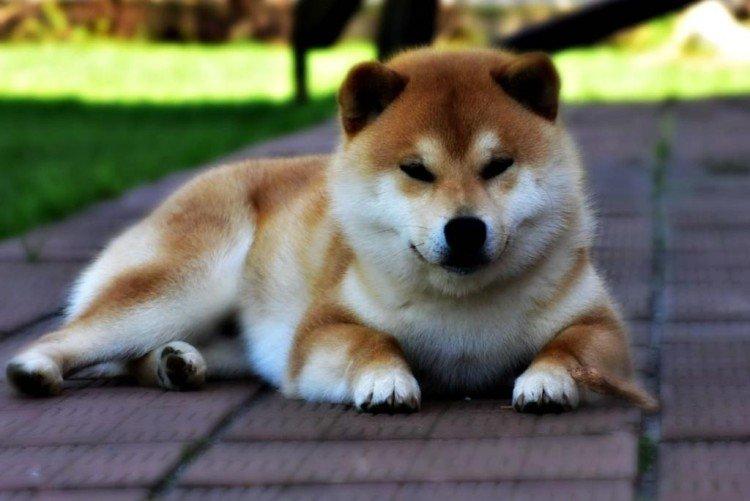 Shiba inu - foto Shiba inu - foto