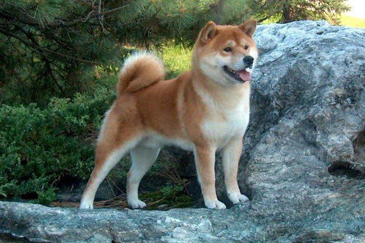 Shiba inu - foto Shiba inu - foto