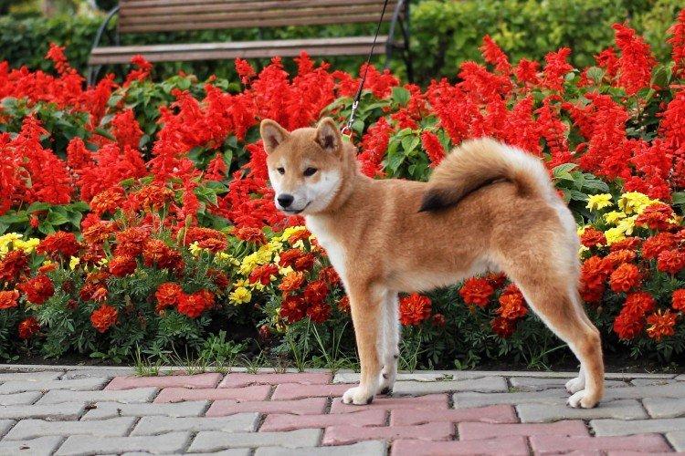 Shiba inu - foto Shiba inu - foto
