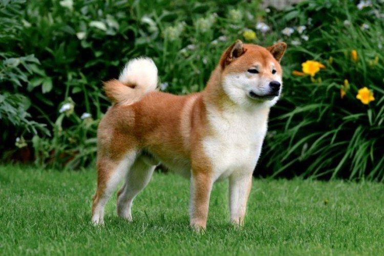 Shiba inu - foto Shiba inu - foto