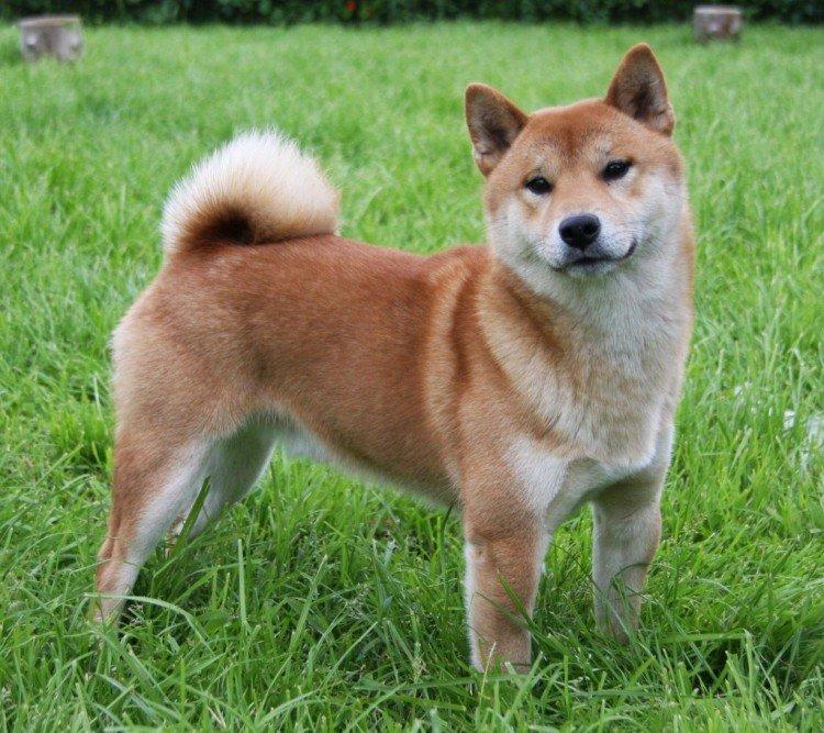 Shiba inu - foto Shiba inu - foto