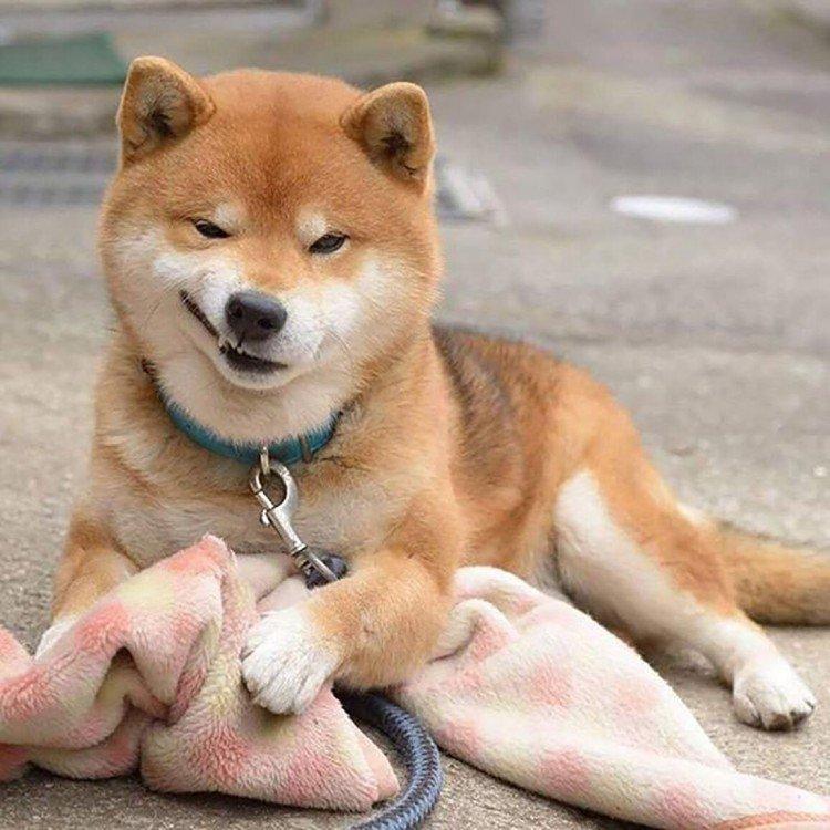 Shiba inu - foto Shiba inu - foto
