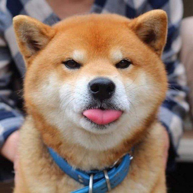 Shiba inu - foto Shiba inu - foto