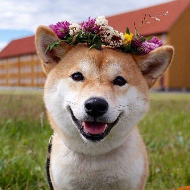 Shiba inu - foto Shiba inu - foto