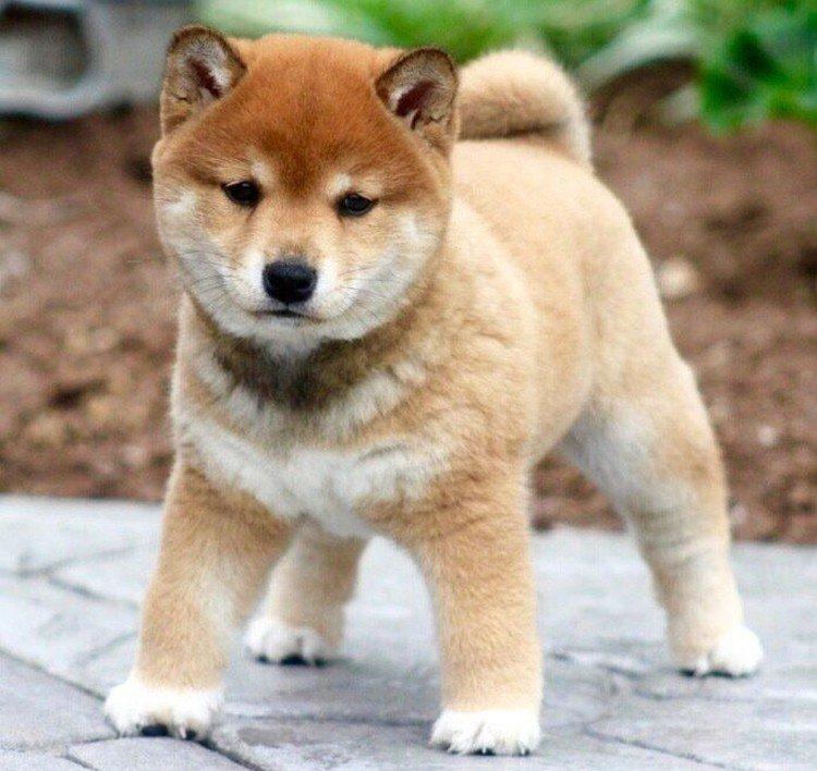 Shiba inu - foto Shiba inu - foto