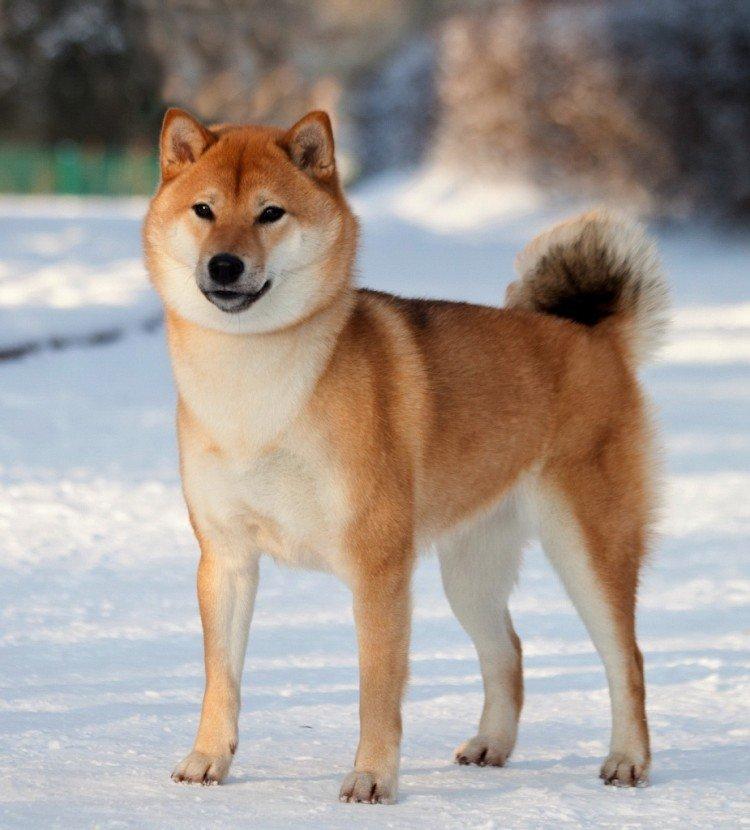 Shiba inu - foto Shiba inu - foto