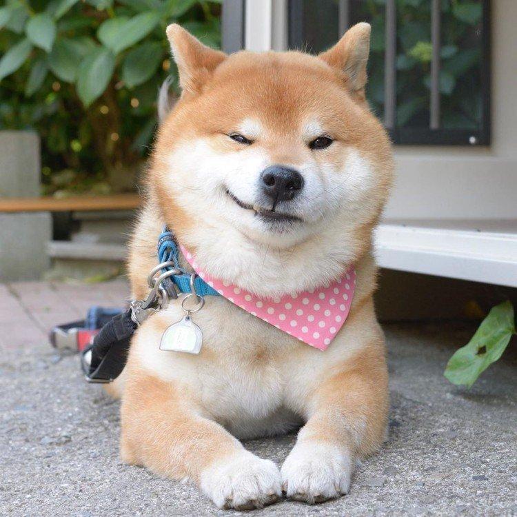 Shiba inu - foto Shiba inu - foto