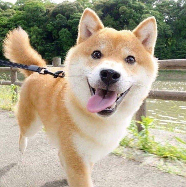 Shiba inu - foto Shiba inu - foto
