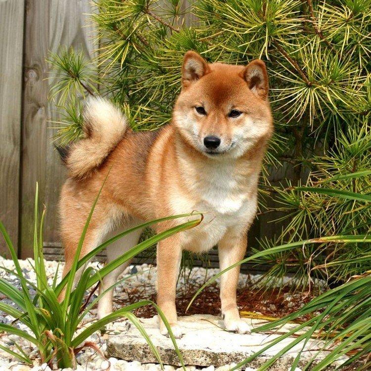 Shiba inu - foto Shiba inu - foto