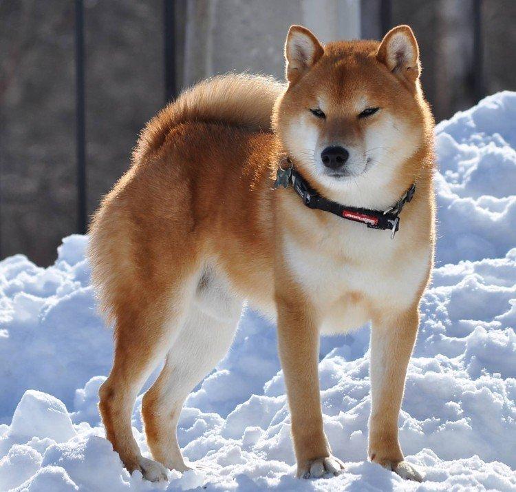 Shiba inu - foto Shiba inu - foto