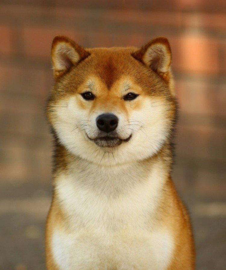 Shiba inu - foto Shiba inu - foto