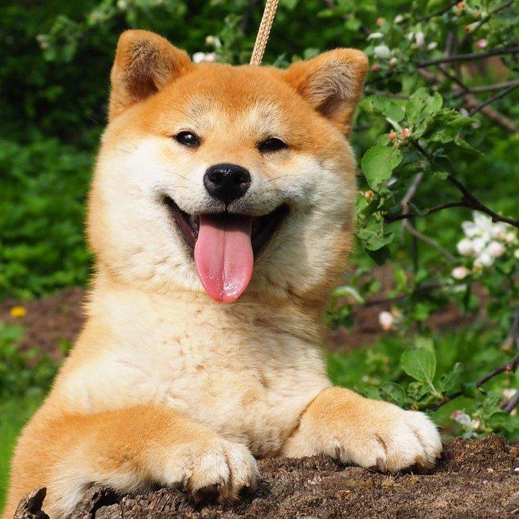 Shiba inu - foto Shiba inu - foto