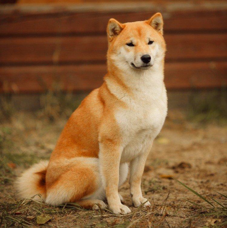 Shiba inu - foto Shiba inu - foto