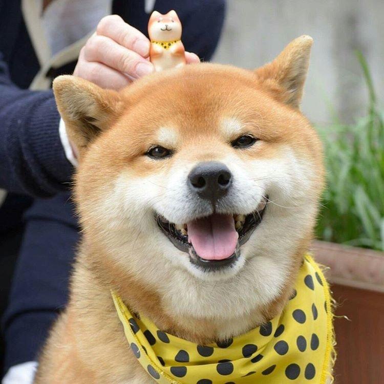 Shiba inu - foto Shiba inu - foto