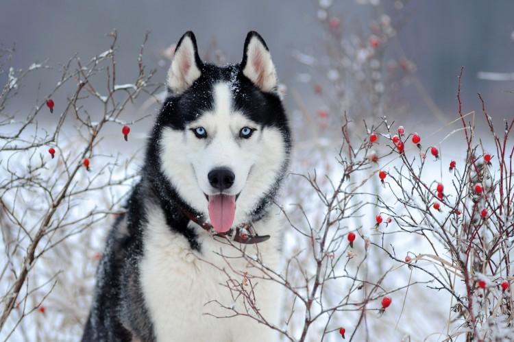 Sibírsky husky (60 fotografií): opis plemena, charakteru a starostlivosti Sibírsky husky (60 fotografií): opis plemena, charakteru a starostlivosti
