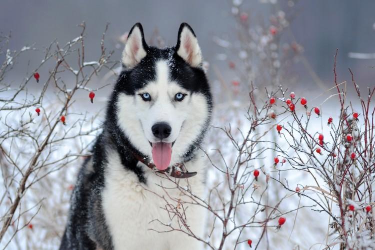 Sibírsky husky (60 fotografií): opis plemena, charakteru a starostlivosti