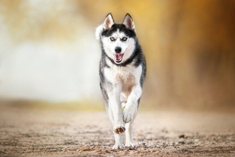 Všeobecný popis plemena - sibírsky husky Všeobecný popis plemena - sibírsky husky