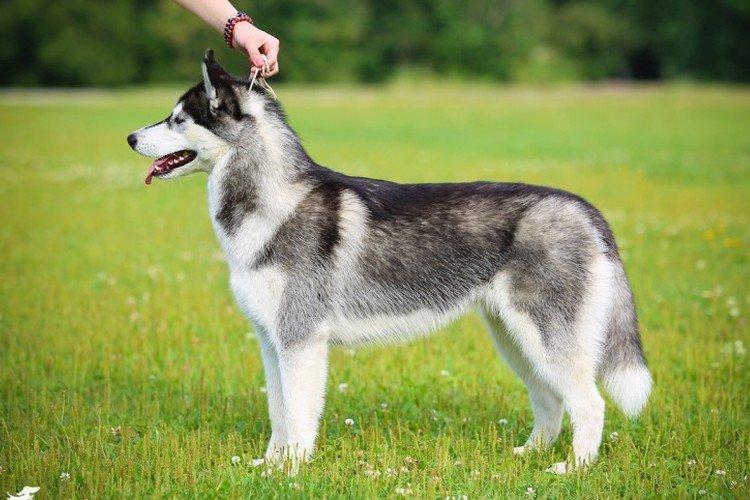 Sibírsky husky - štandard plemena Sibírsky husky - štandard plemena