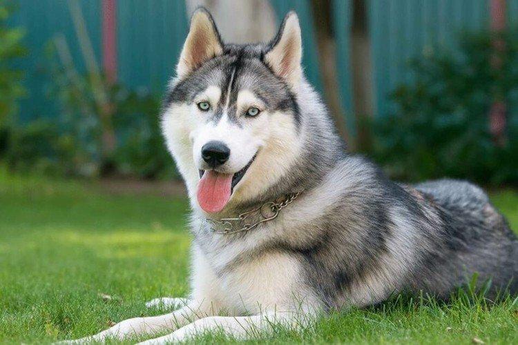 Vlastnosti a temperament - Povaha sibírskeho huskyho Vlastnosti a temperament - Povaha sibírskeho huskyho