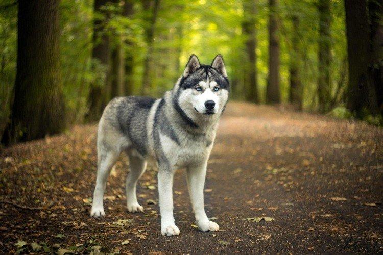 Postoj k majiteľovi - Povaha sibírskeho huskyho Postoj k majiteľovi - Povaha sibírskeho huskyho